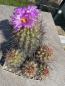 Preview: Thelocactus bicolor Gruppe